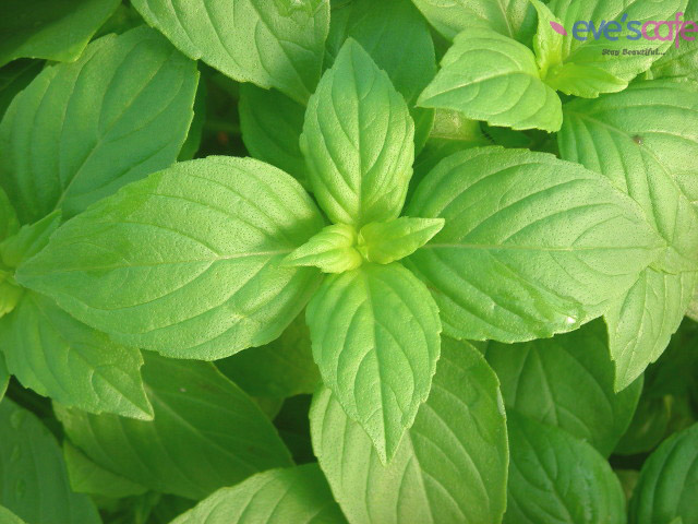 basil_leaves4